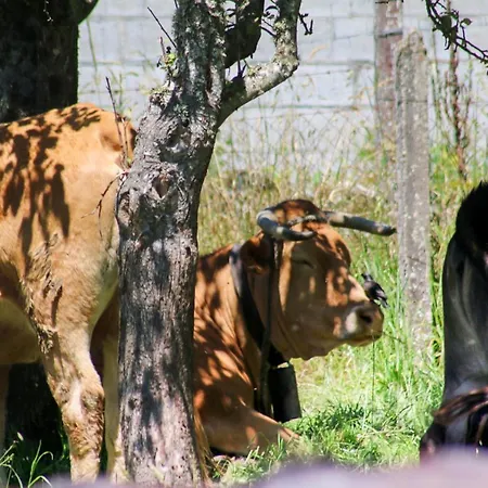 Celtainer Appartamento Maceda