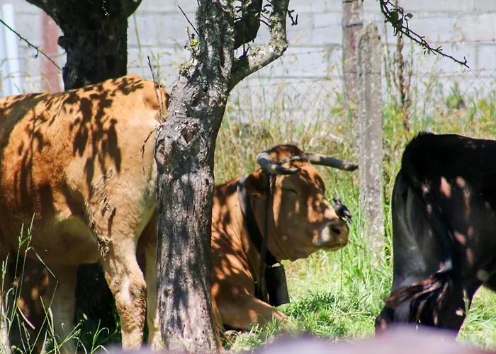 Celtainer Appartement Maceda